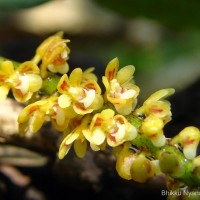 Pomatocalpa decipiens (Lindl.) J.J.Sm.